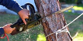 How Our Tree Care Process Works  in  Paincourtville, LA